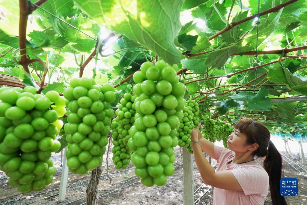 大奖网官网登录